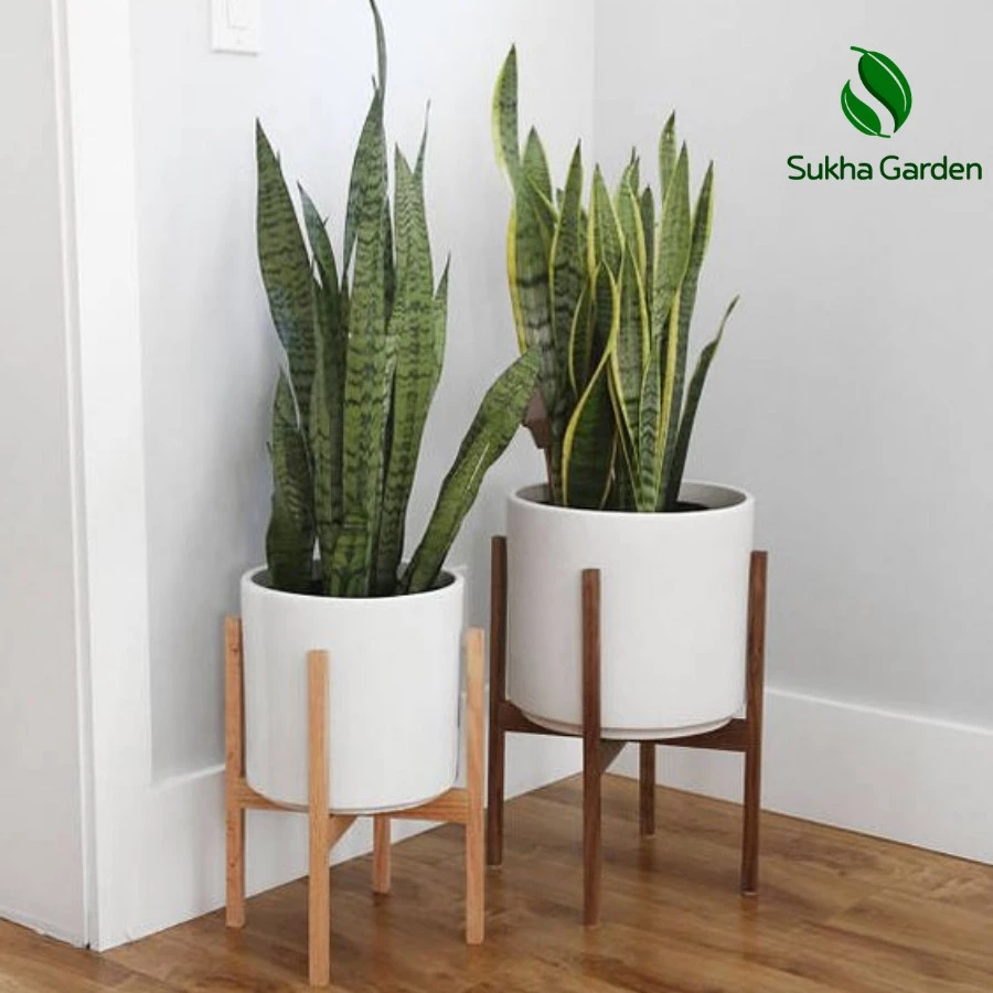 Biến Văn Phòng THÀNH CÔNG RỰC RỠ Chỉ Với Một Chậu Hoa Cây Cảnh Lưỡi Hổ Thái. Biến Văn Phòng THÀNH CÔNG RỰC RỠ Chỉ Với Một Chậu Hoa Cây Cảnh Lưỡi Hổ Thái.