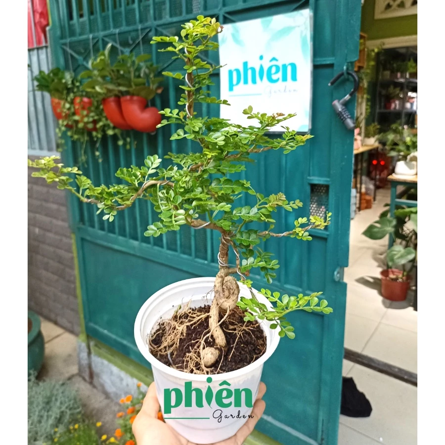 Chỉ 1 chậu hoa cây cảnh độc đáo Cần Thăng giúp bàn làm việc SANG TRỌNG tức thì. Chỉ 1 chậu hoa cây cảnh độc đáo Cần Thăng giúp bàn làm việc SANG TRỌNG tức thì.