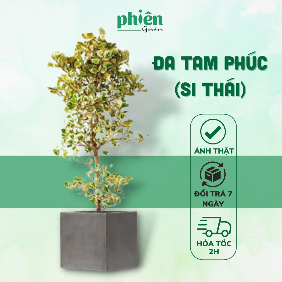 BÍ MẬT Phong Thủy: Chậu Hoa Cây Cảnh Đẹp Đa Tâm Phúc Giúp Gia Chủ Hút TÀI LỘC. BÍ MẬT Phong Thủy: Chậu Hoa Cây Cảnh Đẹp Đa Tâm Phúc Giúp Gia Chủ Hút TÀI LỘC.