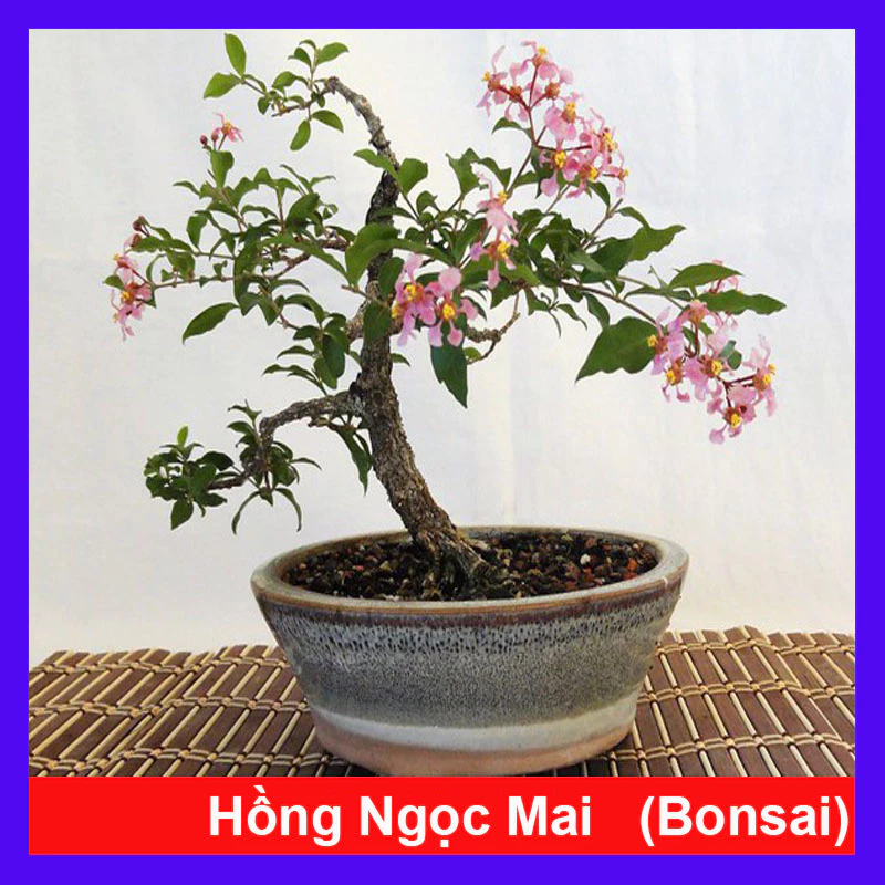 Đừng Mua Cây Cảnh Bonsai Nếu Bạn Chưa Biết Loại Cây Giúp THĂNG QUAN TIẾN CHỨC Này Đừng Mua Cây Cảnh Bonsai Nếu Bạn Chưa Biết Loại Cây Giúp THĂNG QUAN TIẾN CHỨC Này