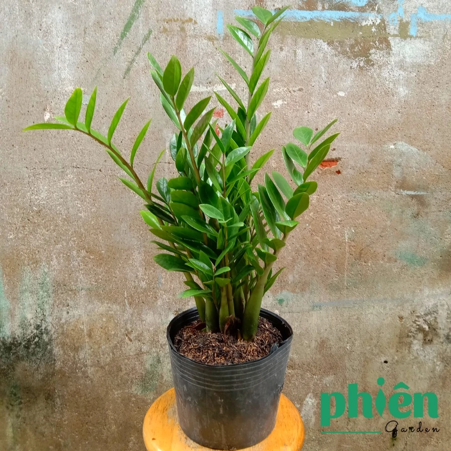 Vì sao chậu hoa cây cảnh sang trọng này lại được yêu thích nhiều đến vậy? Vì sao chậu hoa cây cảnh sang trọng này lại được yêu thích nhiều đến vậy?