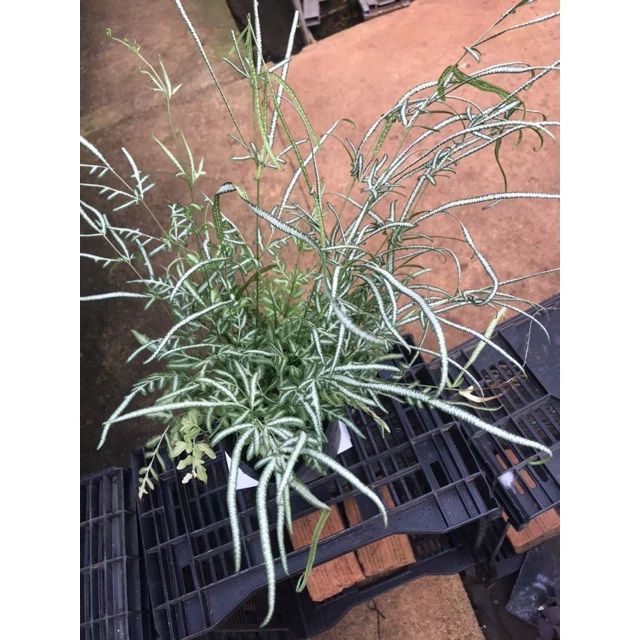 Review Cây Lữ Phụng Tiên - Chậu hoa cây cảnh độc đáo đang được giới văn phòng yêu thích Review Cây Lữ Phụng Tiên - Chậu hoa cây cảnh độc đáo đang được giới văn phòng yêu thích