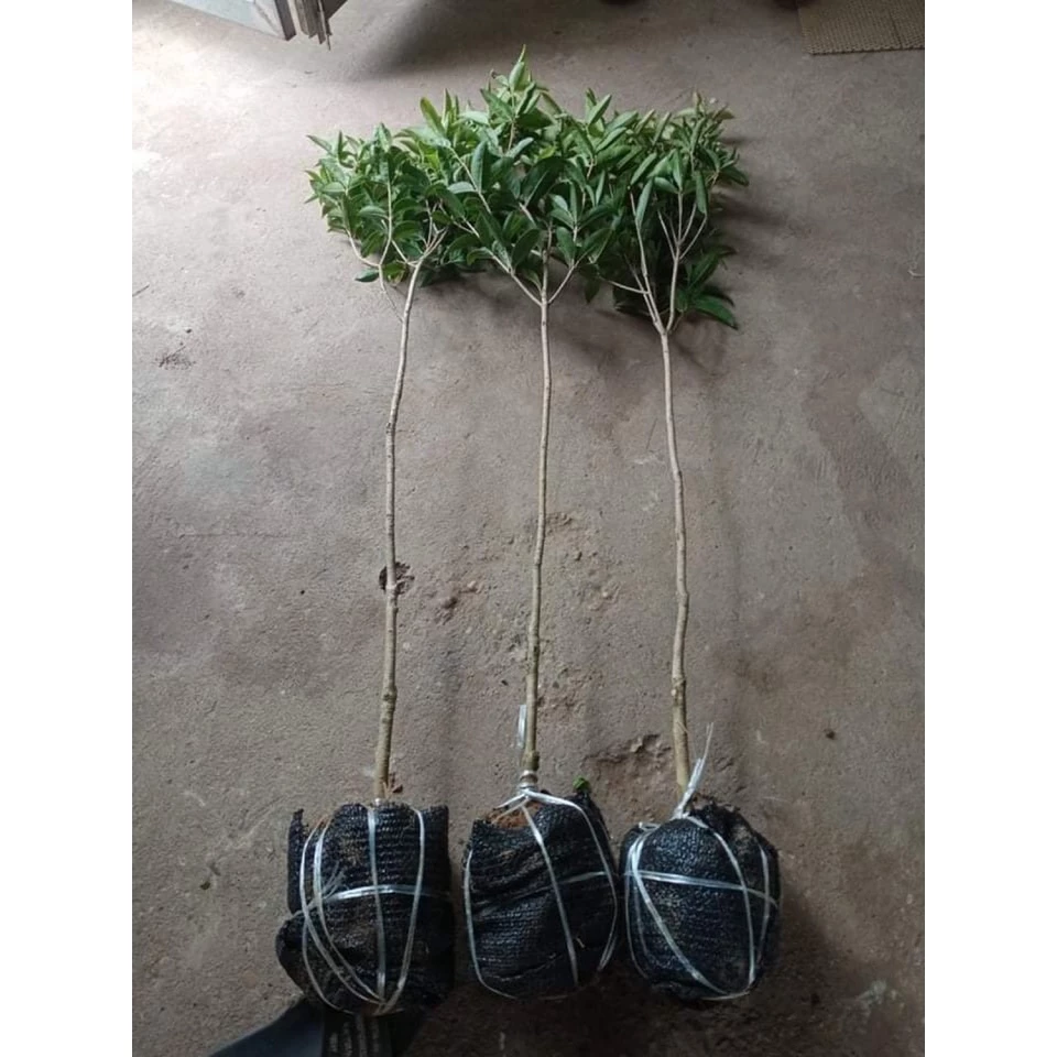 Nhà có mùi ẩm mốc? Chậu hoa cây cảnh phong thủy này sẽ giúp nhà bạn THƠM NGÁT. Nhà có mùi ẩm mốc? Chậu hoa cây cảnh phong thủy này sẽ giúp nhà bạn THƠM NGÁT.