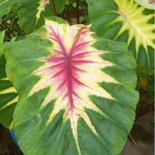 Chậu Hoa Cây Cảnh Ngoài Trời Đẹp Lạ Mắt Với Chậu Môn Nhiều Màu Chậu Hoa Cây Cảnh Ngoài Trời Đẹp Lạ Mắt Với Chậu Môn Nhiều Màu