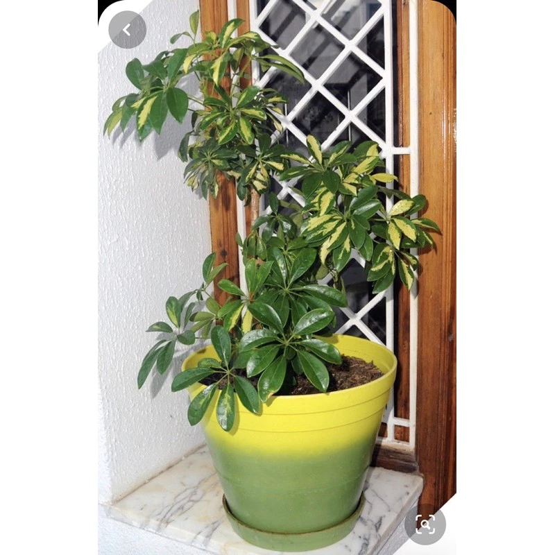 Chọn đúng chậu hoa đẹp, tôn lên vẻ rực rỡ của cây. Bí Mật Của Giới Nhà Giàu: Trồng Chậu Cây Cảnh Đẹp Này Để Đuổi Muỗi Và Hút TÀI LỘC