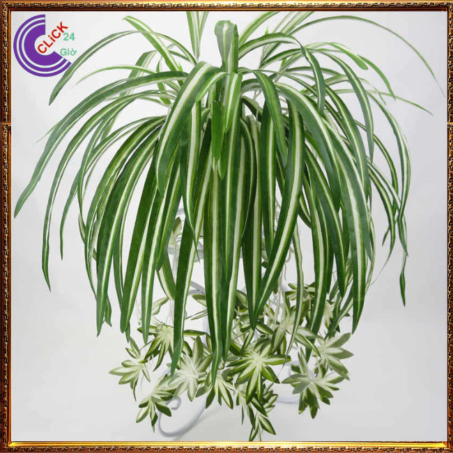 Tiết Lộ Chậu Hoa Cây Cảnh Phong Thủy Giúp Chủ Quán Từ VẮNG VẺ Trở Nên TẤP NẬP. Tiết Lộ Chậu Hoa Cây Cảnh Phong Thủy Giúp Chủ Quán Từ VẮNG VẺ Trở Nên TẤP NẬP.