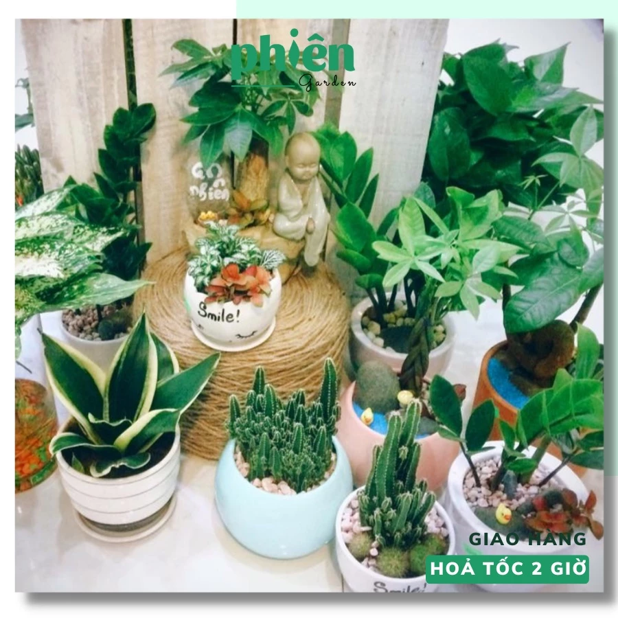 Mỗi chậu hoa cây cảnh là một điểm nhấn xanh cho không gian sống của bạn. BÍ MẬT chọn chậu hoa cây cảnh phong thủy giúp gia chủ THĂNG QUAN TIẾN CHỨC không ai biết.