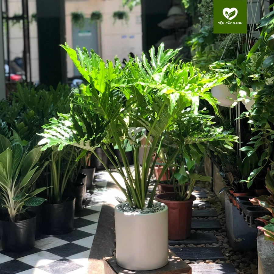 THAY ĐỔI Vận Mệnh Chỉ Với 1 Chậu Hoa Cây Cảnh Để Phòng Khách - Sức Mạnh Của Trầu Bà Thanh Xuân. THAY ĐỔI Vận Mệnh Chỉ Với 1 Chậu Hoa Cây Cảnh Để Phòng Khách - Sức Mạnh Của Trầu Bà Thanh Xuân.