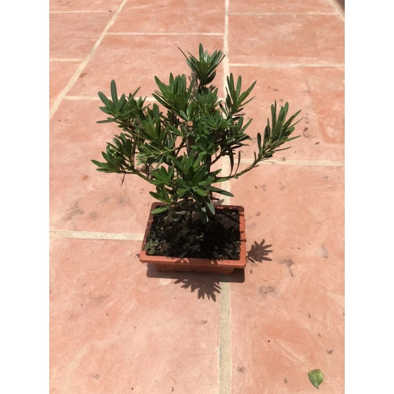 BÍ MẬT Tùng La Hán: Vì sao đây là chậu hoa cây cảnh để phòng khách giúp gia chủ PHẤT LÊN? BÍ MẬT Tùng La Hán: Vì sao đây là chậu hoa cây cảnh để phòng khách giúp gia chủ PHẤT LÊN?