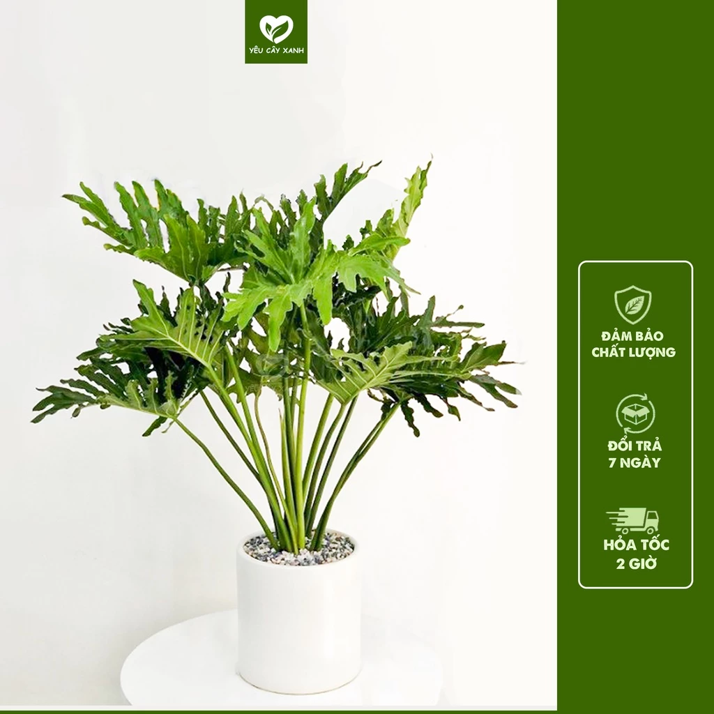 Sự kết hợp hoàn hảo giữa nghệ thuật và thiên nhiên trong từng chậu hoa trang trí.- chậu hoa trầu bà thanh xuân thu hút tài lộc BIẾN HÌNH Không Gian | 1 Chậu Hoa Cây Cảnh Để Phòng Khách Sang Trọng Bất Ngờ Với Trầu Bà Thanh Xuân.