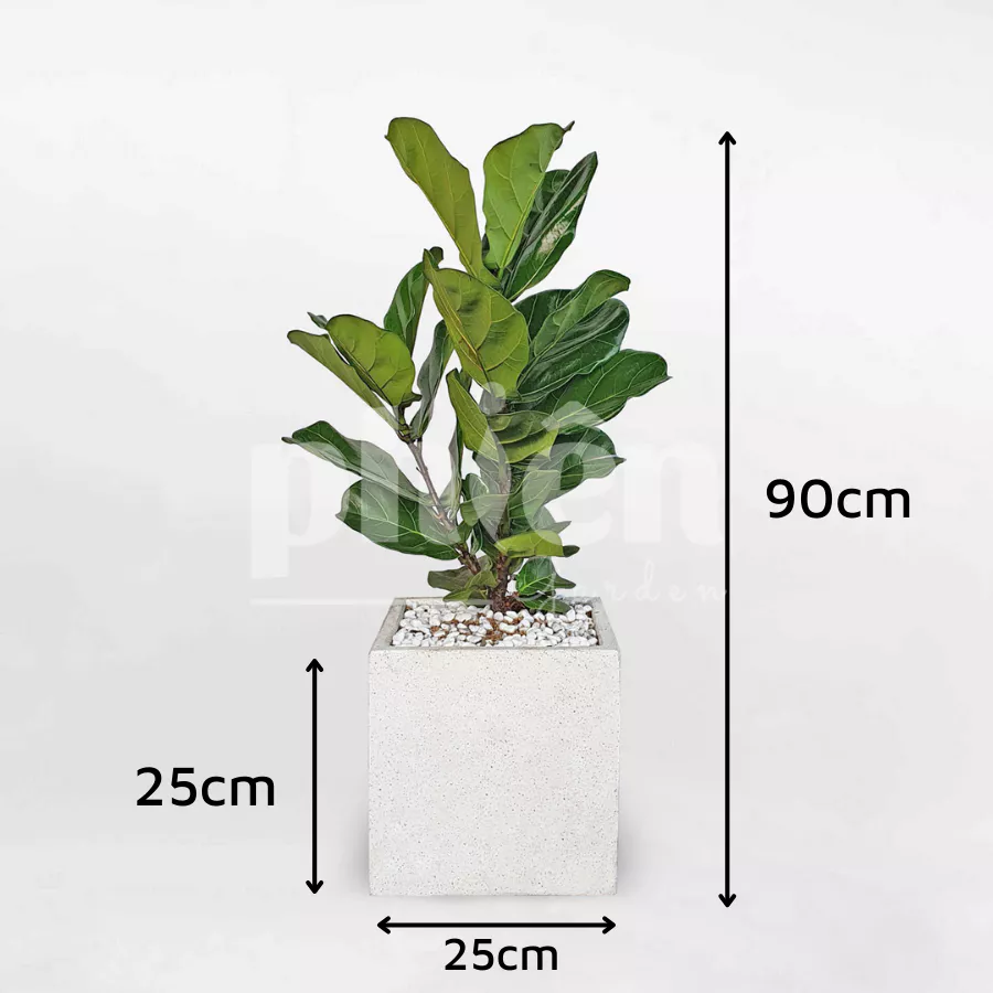 Nhà Chật Vẫn Sang? Mẹo Decor Với Chậu Hoa Cây Cảnh Bàng Singapore Cao Cấp Nhà Chật Vẫn Sang? Mẹo Decor Với Chậu Hoa Cây Cảnh Bàng Singapore Cao Cấp