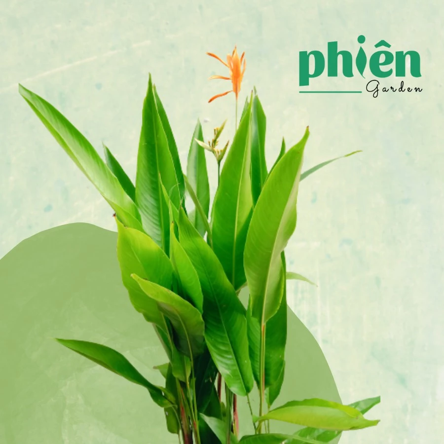 Giới Sành Decor đang SĂN LÙNG chậu hoa cây cảnh này: Thiên Điểu 1m đẹp BẤT CHẤP thời gian. Giới Sành Decor đang SĂN LÙNG chậu hoa cây cảnh này: Thiên Điểu 1m đẹp BẤT CHẤP thời gian.