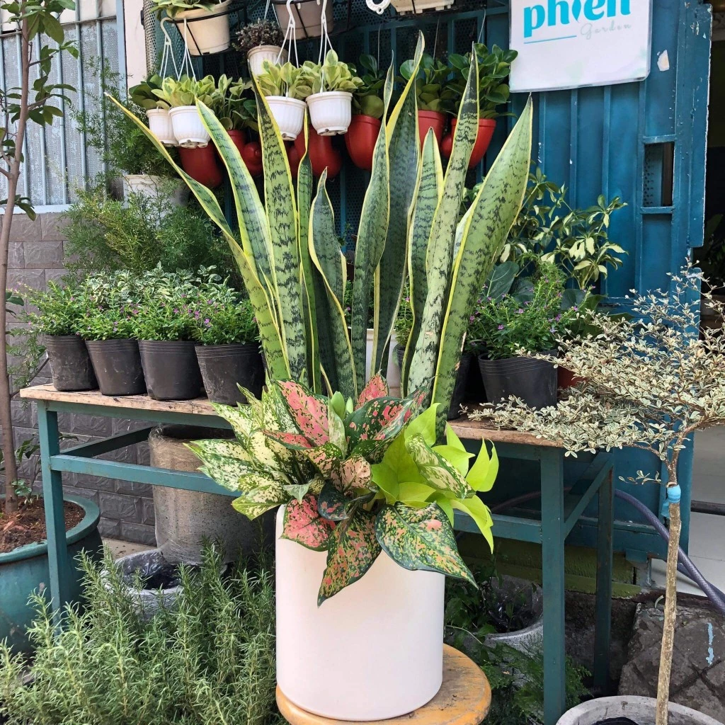 Chậu hoa cây cảnh cây lưỡi hổ giúp thu hút vượng khí cho gia đình Chậu hoa cây cảnh cây lưỡi hổ giúp thu hút vượng khí cho gia đình