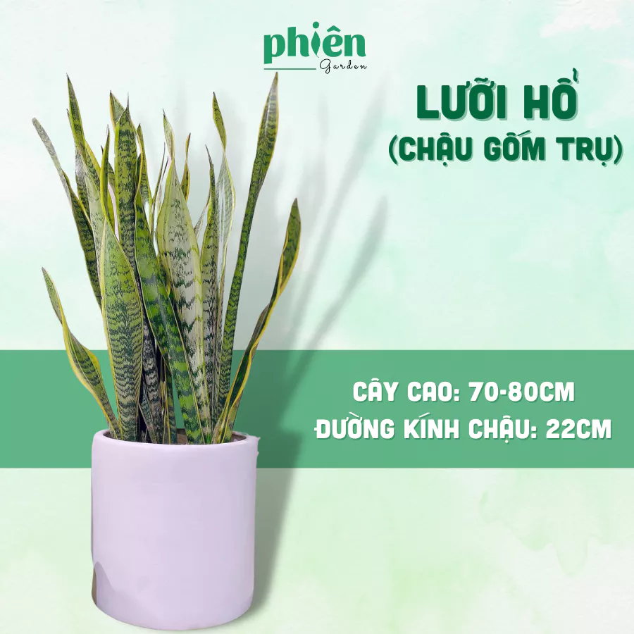 Chậu Hoa Cây Cảnh Lưỡi Hổ Thái: Bí Mật Giúp Sếp Thăng Quan Tiến Chức, Xua Đuổi XUI XẺO. Chậu Hoa Cây Cảnh Lưỡi Hổ Thái: Bí Mật Giúp Sếp Thăng Quan Tiến Chức, Xua Đuổi XUI XẺO.