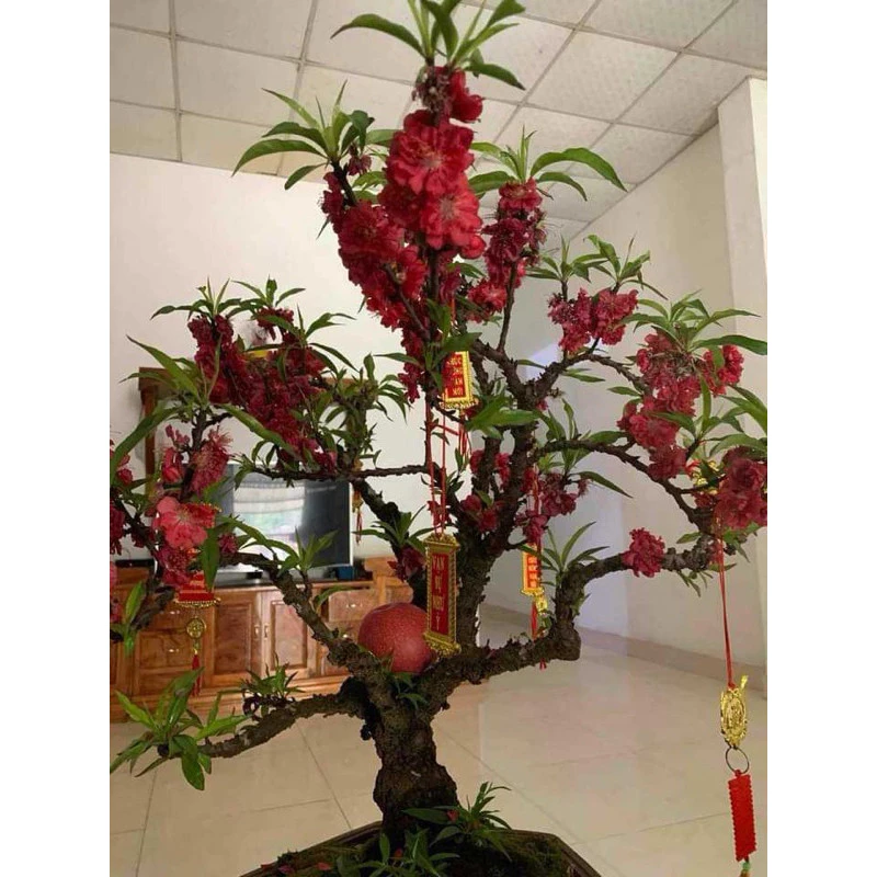 Chậu hoa đào đẹp với thiết kế tinh tế giúp làm nổi bật dáng thế tự nhiên của cành đào. Chậu hoa đào đẹp với thiết kế tinh tế giúp làm nổi bật dáng thế tự nhiên của cành đào.