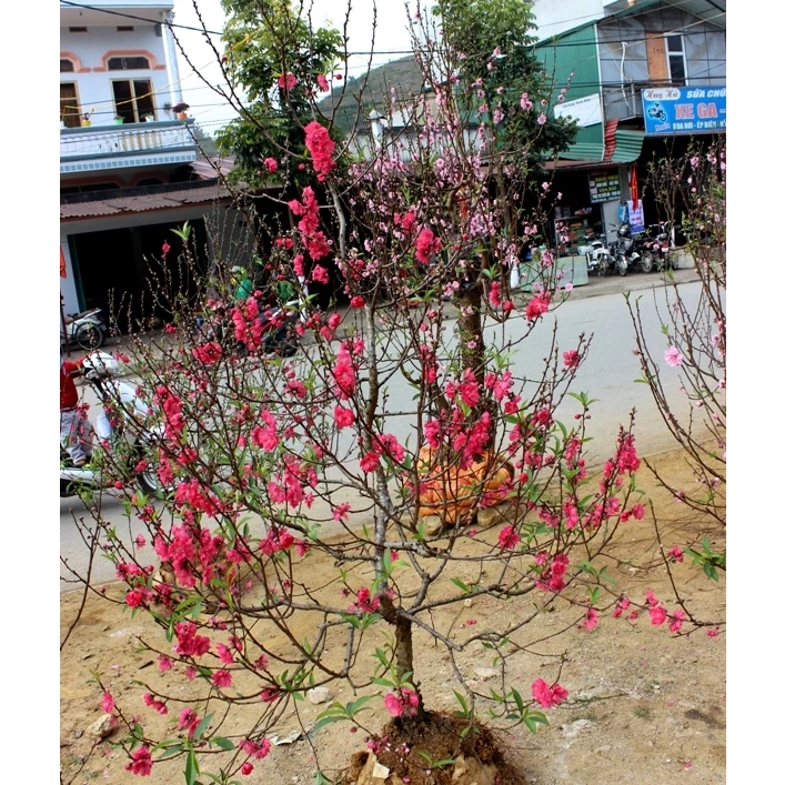 Chậu hoa đào đẹp giúp tôn lên sắc hồng tươi tắn, mang không khí xuân rộn ràng vào ngôi nhà. Chậu hoa đào đẹp giúp tôn lên sắc hồng tươi tắn, mang không khí xuân rộn ràng vào ngôi nhà.