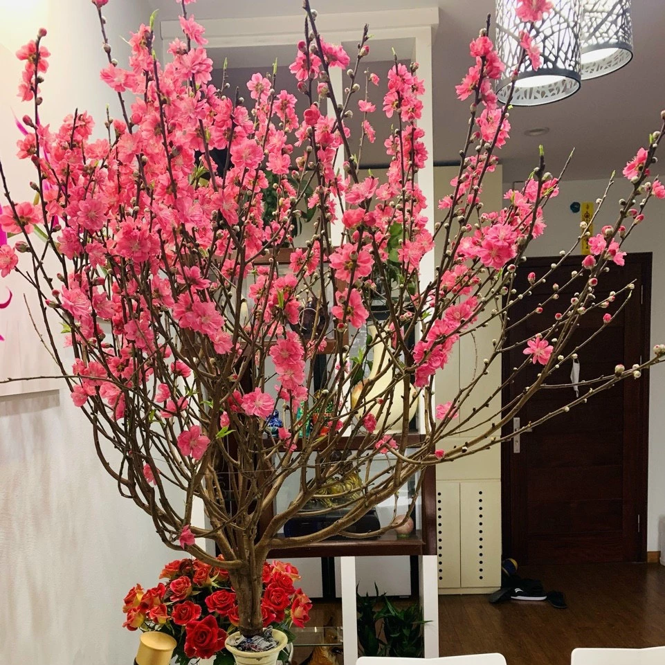 Chậu hoa đào đẹp là điểm nhấn truyền thống cho không gian ngày Tết. Chậu hoa đào đẹp là điểm nhấn truyền thống cho không gian ngày Tết.