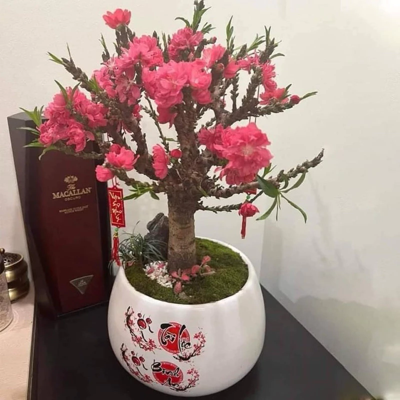 Lựa chọn chậu hoa đào đẹp phù hợp làm phòng khách và ban công thêm ấm áp, trang nhã. Lựa chọn chậu hoa đào đẹp phù hợp làm phòng khách và ban công thêm ấm áp, trang nhã.