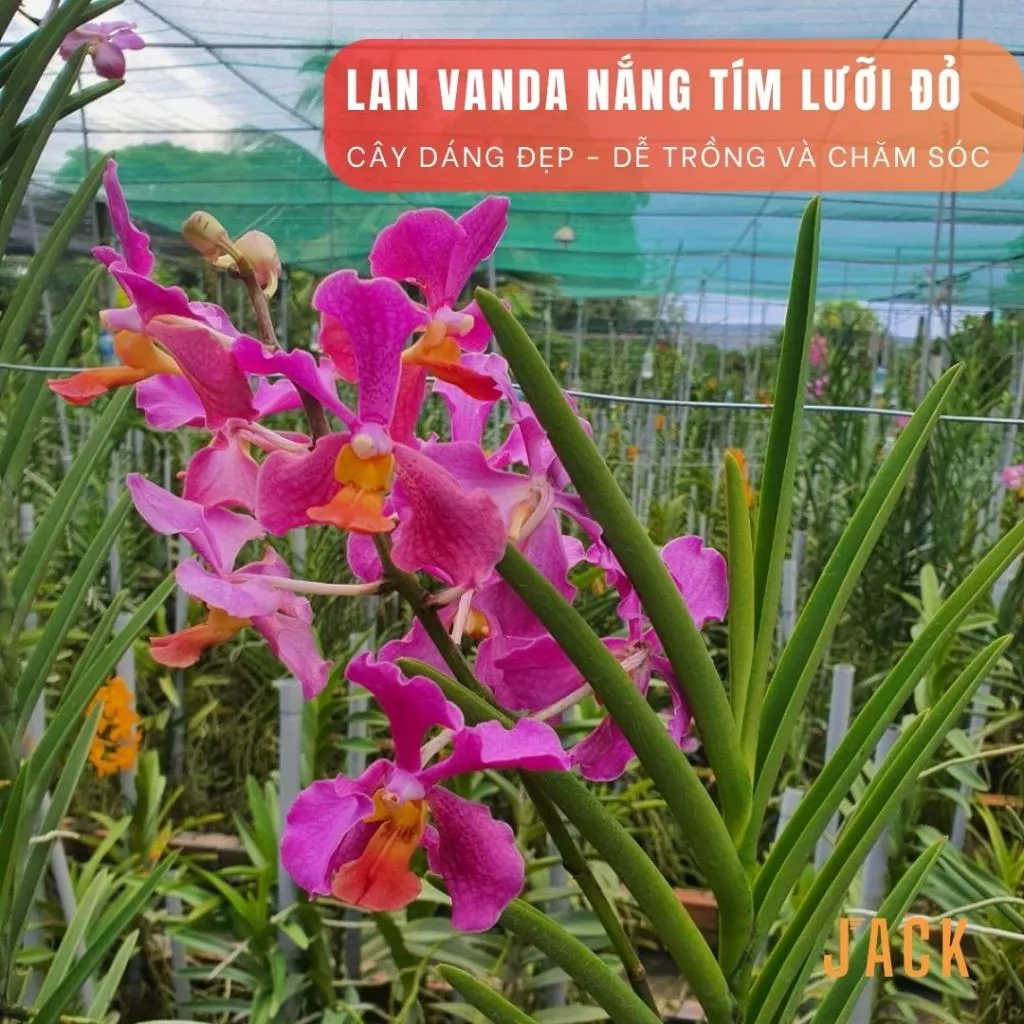 Chậu hoa đẹp lan vanda với thiết kế thông thoáng, hỗ trợ cây sinh trưởng khỏe mạnh. Chậu hoa đẹp lan vanda với thiết kế thông thoáng, hỗ trợ cây sinh trưởng khỏe mạnh.