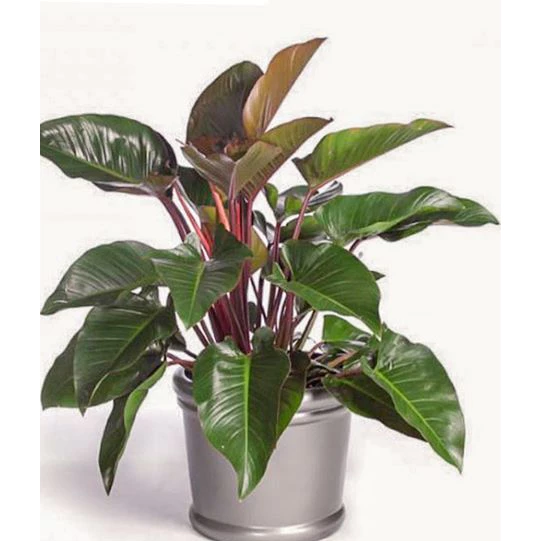 TIỀN VÀO NHƯ NƯỚC Với Chậu Hoa Mini Trầu Bà Đế Vương - Bạn Đã Biết Chưa? TIỀN VÀO NHƯ NƯỚC Với Chậu Hoa Mini Trầu Bà Đế Vương - Bạn Đã Biết Chưa?