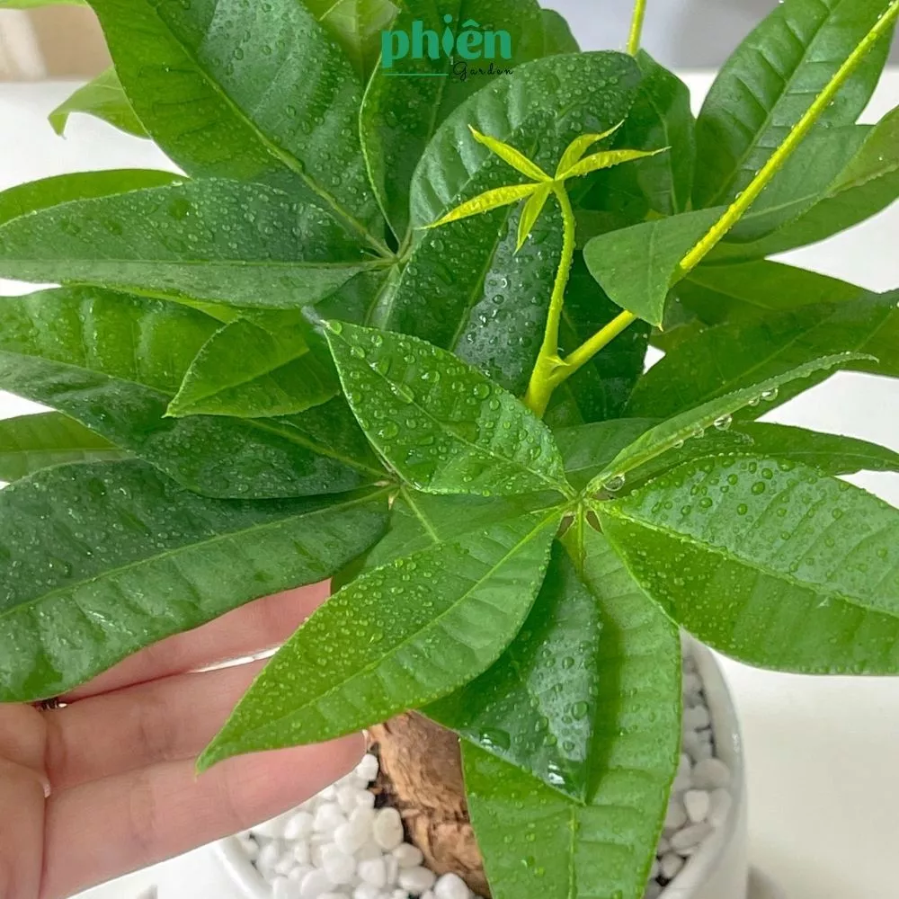 Chậu Hoa Để Bàn Độc Đáo: Bí Mật Giúp Dân Văn Phòng Thăng Tiến VÙ VÙ Chậu Hoa Để Bàn Độc Đáo: Bí Mật Giúp Dân Văn Phòng Thăng Tiến VÙ VÙ