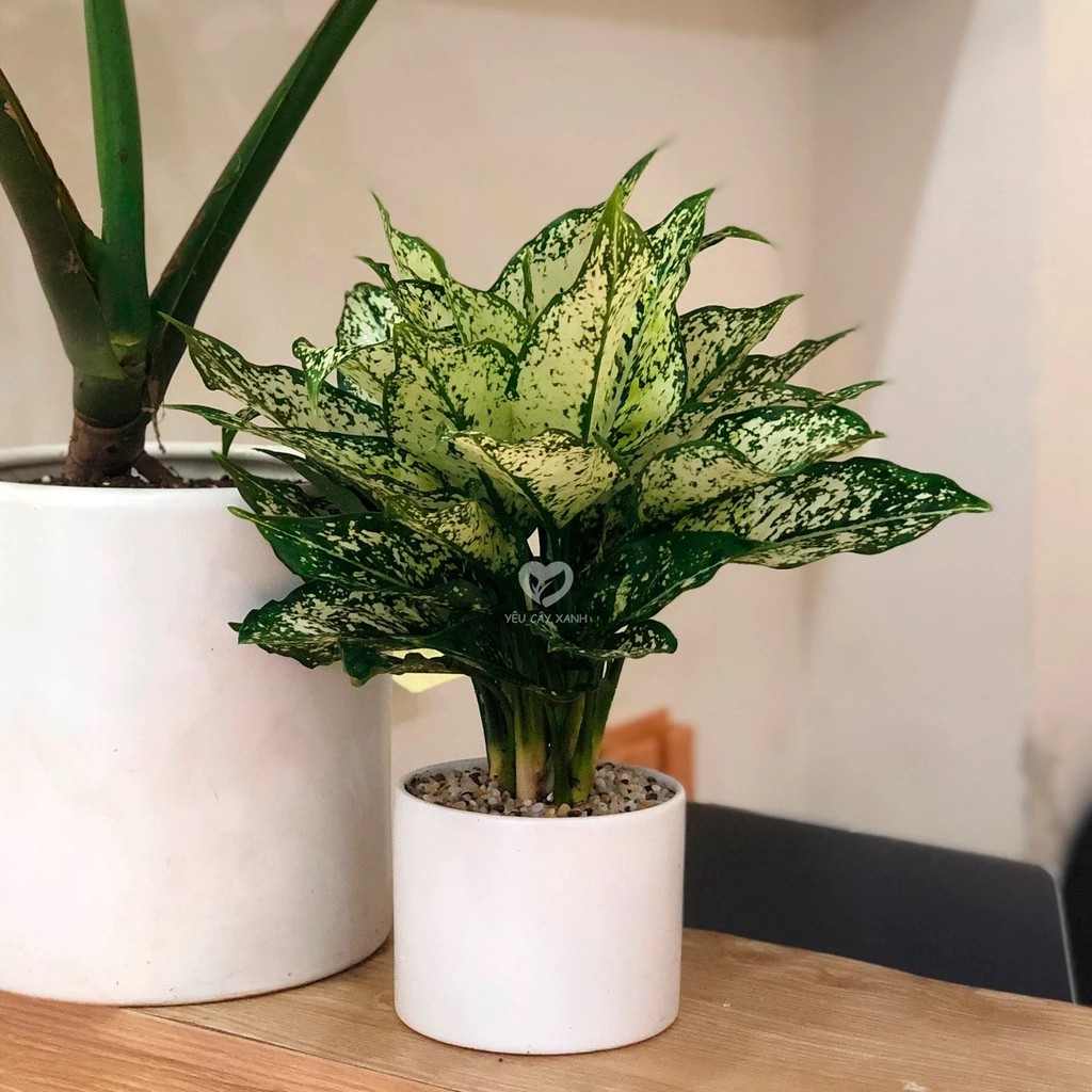 Đừng Mua Chậu Hoa Để Bàn nếu chưa biết tới chậu hoa Ngọc Ngân hút tài lộc Đừng Mua Chậu Hoa Để Bàn nếu chưa biết tới chậu hoa Ngọc Ngân hút tài lộc