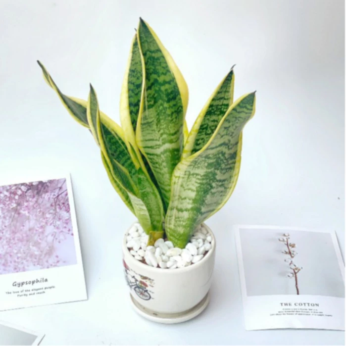 Chậu hoa để bàn làm việc Lưỡi Hổ chậu sứ sang trọng - Món quà TINH TẾ cho sếp và đồng nghiệp. Chậu hoa để bàn làm việc Lưỡi Hổ chậu sứ sang trọng - Món quà TINH TẾ cho sếp và đồng nghiệp.