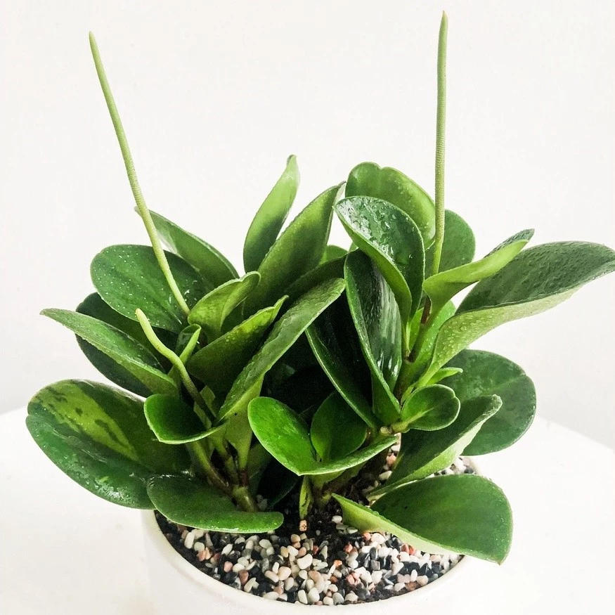 'Máy Lọc Không Khí' Tí Hon: Vì Sao Chậu Hoa Để Bàn Làm Việc Này Gây SỐT? 'Máy Lọc Không Khí' Tí Hon: Vì Sao Chậu Hoa Để Bàn Làm Việc Này Gây SỐT?