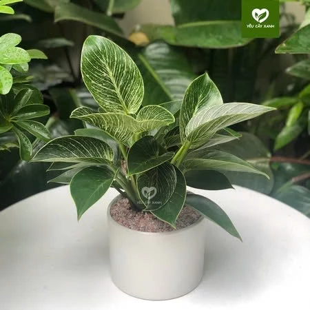 Dân Văn Phòng muốn THĂNG TIẾN, đừng bỏ qua Chậu Hoa Để Bàn Phong Thủy này! Dân Văn Phòng muốn THĂNG TIẾN, đừng bỏ qua Chậu Hoa Để Bàn Phong Thủy này!