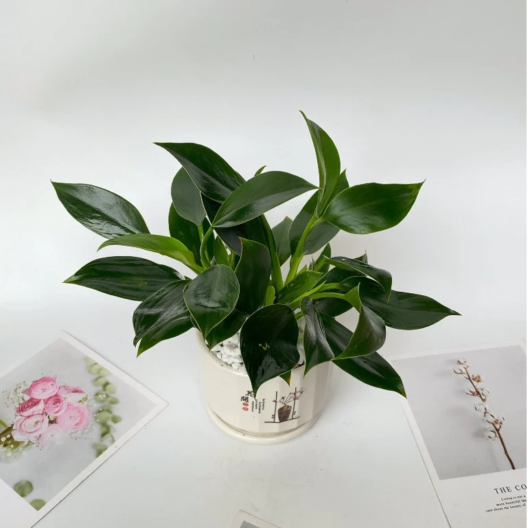 Muốn Bàn Làm Việc Thêm Xinh? Thử Ngay Chậu Hoa Để Bàn Dễ Thương (Kèm Chậu Sứ Cao Cấp). Muốn Bàn Làm Việc Thêm Xinh? Thử Ngay Chậu Hoa Để Bàn Dễ Thương (Kèm Chậu Sứ Cao Cấp).