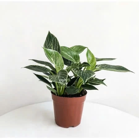 Trầu Bà Đế Vương Kim Cương: Chậu Hoa Để Bàn Phong Thủy chiêu tài, hút lộc MẠNH NHẤT. Trầu Bà Đế Vương Kim Cương: Chậu Hoa Để Bàn Phong Thủy chiêu tài, hút lộc MẠNH NHẤT.