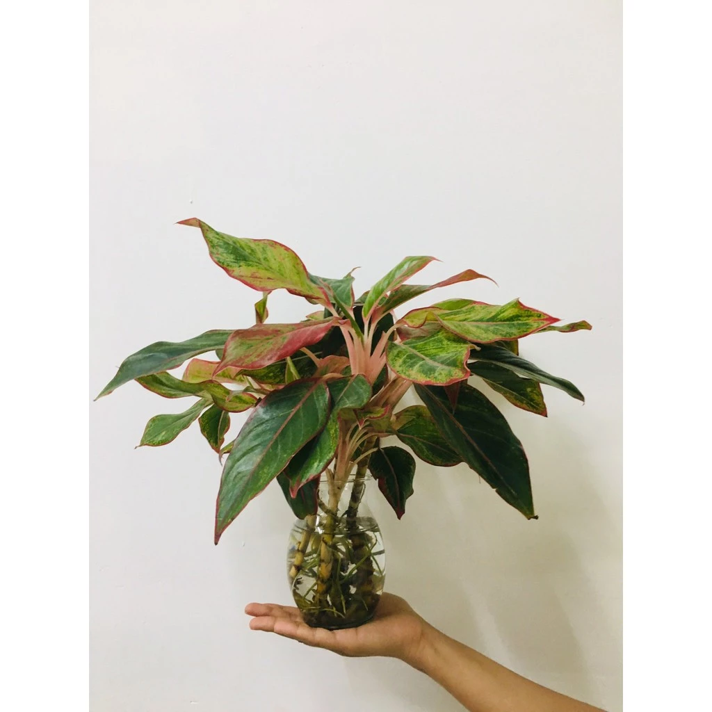 Chậu Hoa Để Bàn Nhỏ Xinh: Cây Phú Quý Thủy Sinh – Món Quà Ý Nghĩa. Chậu Hoa Để Bàn Nhỏ Xinh: Cây Phú Quý Thủy Sinh – Món Quà Ý Nghĩa.