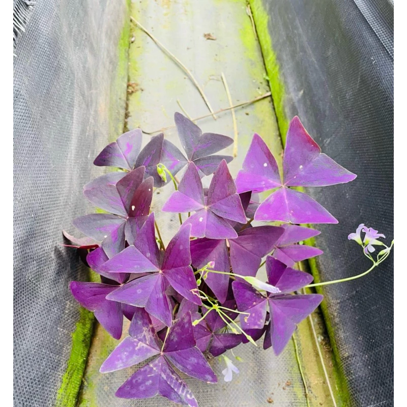 Tại Sao "Chậu Bướm Đêm" Lại Là Chậu Hoa Để Bàn DỄ THƯƠNG Được Săn Lùng Nhất? Tại Sao "Chậu Bướm Đêm" Lại Là Chậu Hoa Để Bàn DỄ THƯƠNG Được Săn Lùng Nhất?