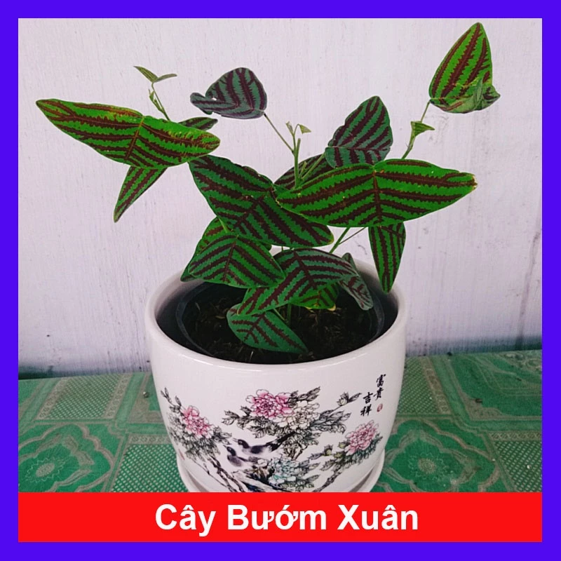 Chậu hoa để bàn dễ thương Cây Bướm Xuân - BÍ MẬT trang trí bàn học SIÊU XINH.