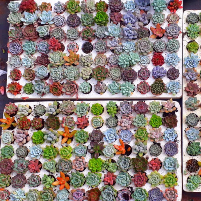 Không Gian Sống BÍ BÁCH? Chậu Hoa Để Bàn Nhỏ Xinh Này Sẽ THAY ĐỔI TẤT CẢ Không Gian Sống BÍ BÁCH? Chậu Hoa Để Bàn Nhỏ Xinh Này Sẽ THAY ĐỔI TẤT CẢ