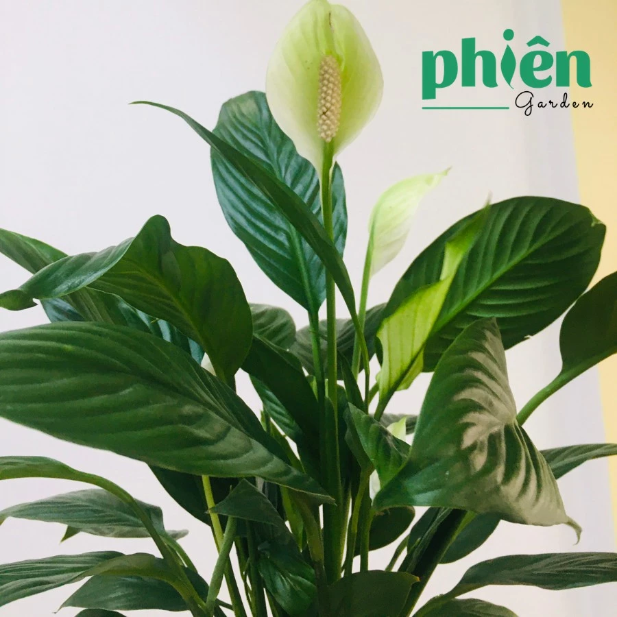 99% Người THÀNH ĐẠT Sở Hữu Chậu Hoa Để Bàn Đẹp Này, Lý Do Vì Sao? 99% Người THÀNH ĐẠT Sở Hữu Chậu Hoa Để Bàn Đẹp Này, Lý Do Vì Sao?