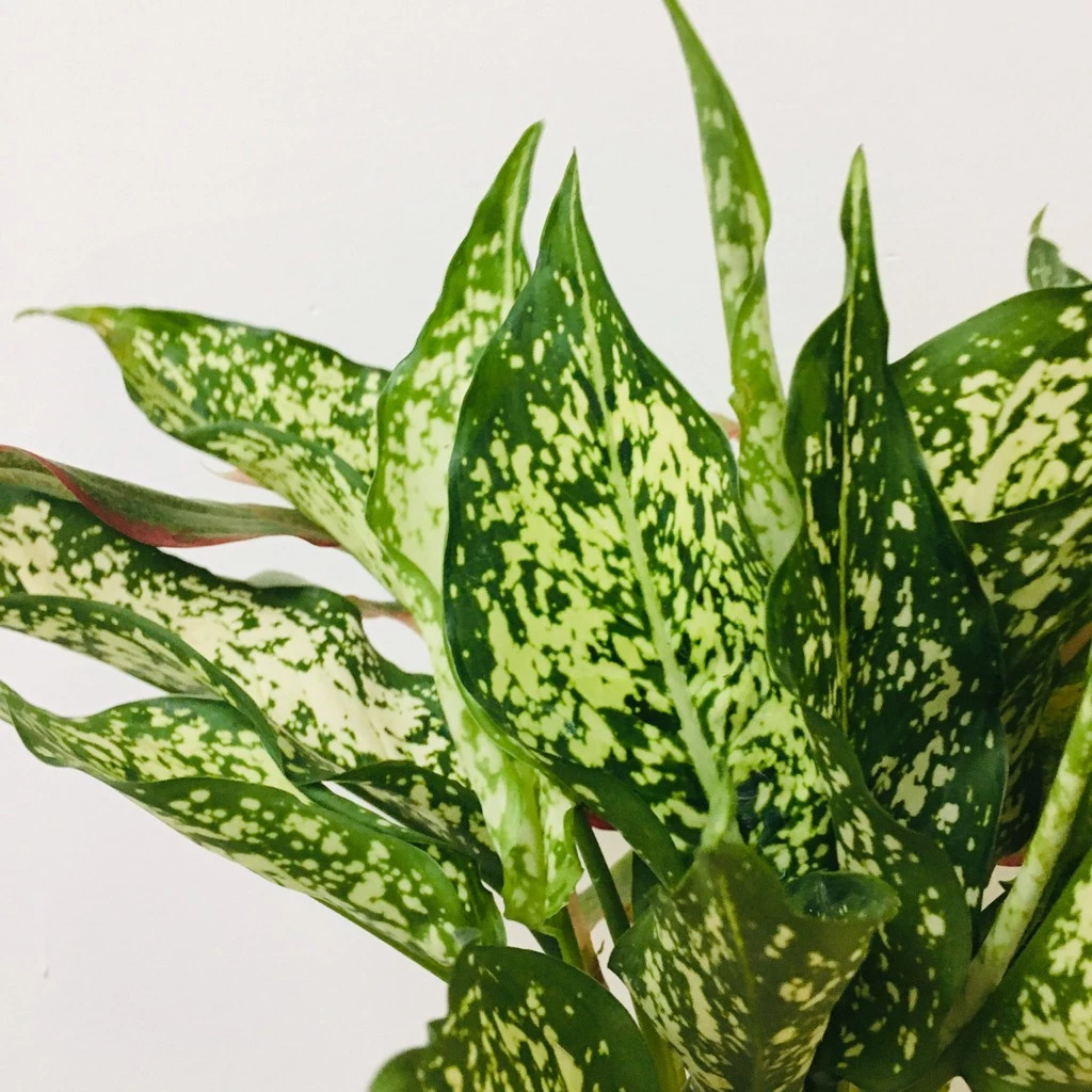 Chỉ 5 Phút Setup Chậu Hoa Để Bàn Bằng Thủy Tinh Đẹp MÊ LY, Ai Cũng Làm Được. Chỉ 5 Phút Setup Chậu Hoa Để Bàn Bằng Thủy Tinh Đẹp MÊ LY, Ai Cũng Làm Được.