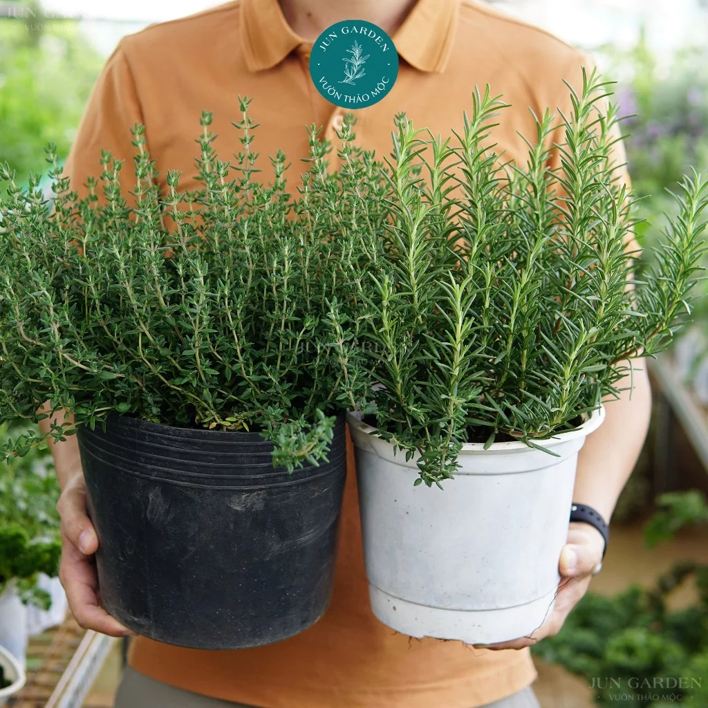 Dân Văn Phòng PHẢI CÓ chậu hoa để bàn Hương Thảo & Xạ Hương để cải thiện năng lượng Dân Văn Phòng PHẢI CÓ chậu hoa để bàn Hương Thảo & Xạ Hương để cải thiện năng lượng