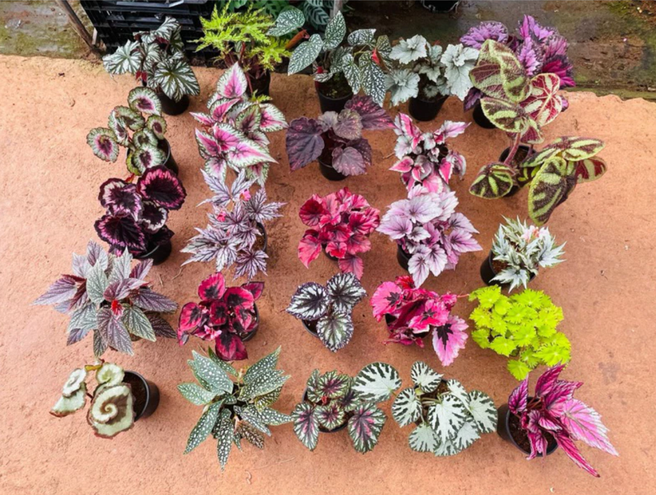 Biến Góc Làm Việc Thành Vườn Thượng Uyển Với Chậu Hoa Để Bàn Mini ĐỘC LẠ. Biến Góc Làm Việc Thành Vườn Thượng Uyển Với Chậu Hoa Để Bàn Mini ĐỘC LẠ.