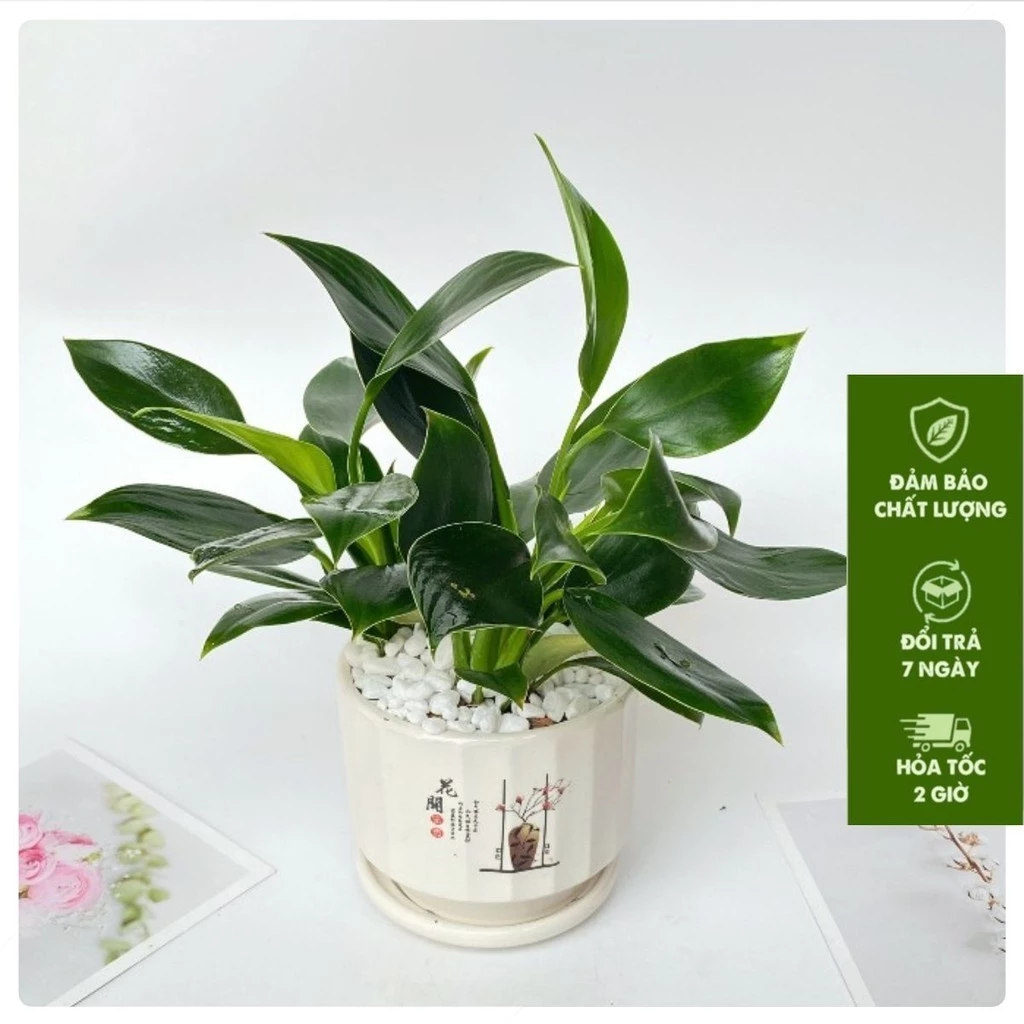 Biến góc làm việc đơn điệu trở nên sinh động hơn với chậu hoa để bàn mini. Chậu Hoa Để Bàn Dễ Thương: Biến Góc Làm Việc NHÀM CHÁN Trở Nên Đầy Sức Sống.