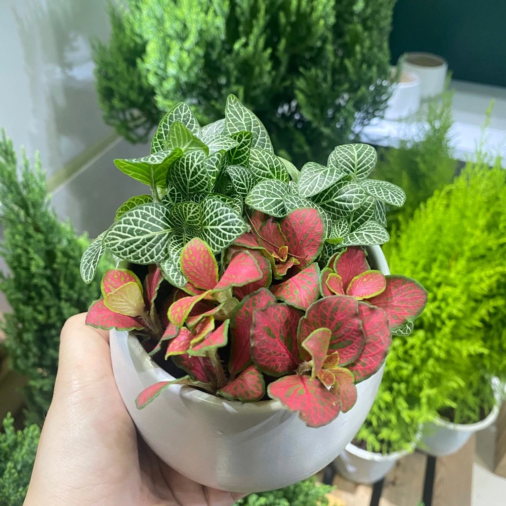 Chậu Hoa Để Bàn ĐỘC LẠ: Cây Cẩm Nhung Fittonia Mix Tiểu Cảnh Siêu CUTE. Chậu Hoa Để Bàn ĐỘC LẠ: Cây Cẩm Nhung Fittonia Mix Tiểu Cảnh Siêu CUTE.