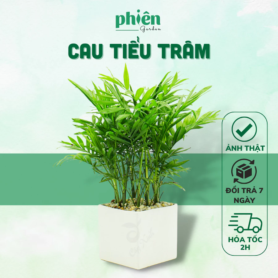 BÍ MẬT đằng sau Chậu Cau Tiểu Trâm: Chọn chậu hoa để bàn đẹp HÚT TÀI LỘC. BÍ MẬT đằng sau Chậu Cau Tiểu Trâm: Chọn chậu hoa để bàn đẹp HÚT TÀI LỘC.