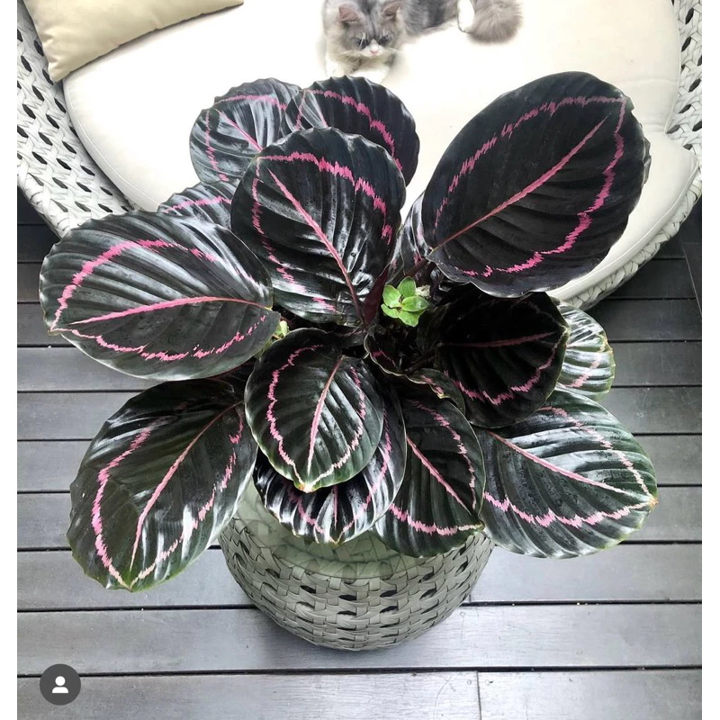 Đuôi Công Tím - Không Chỉ Là Chậu Hoa Để Bàn Đẹp Mà Còn Là Nguồn Cảm Hứng BẤT TẬN. Đuôi Công Tím - Không Chỉ Là Chậu Hoa Để Bàn Đẹp Mà Còn Là Nguồn Cảm Hứng BẤT TẬN.