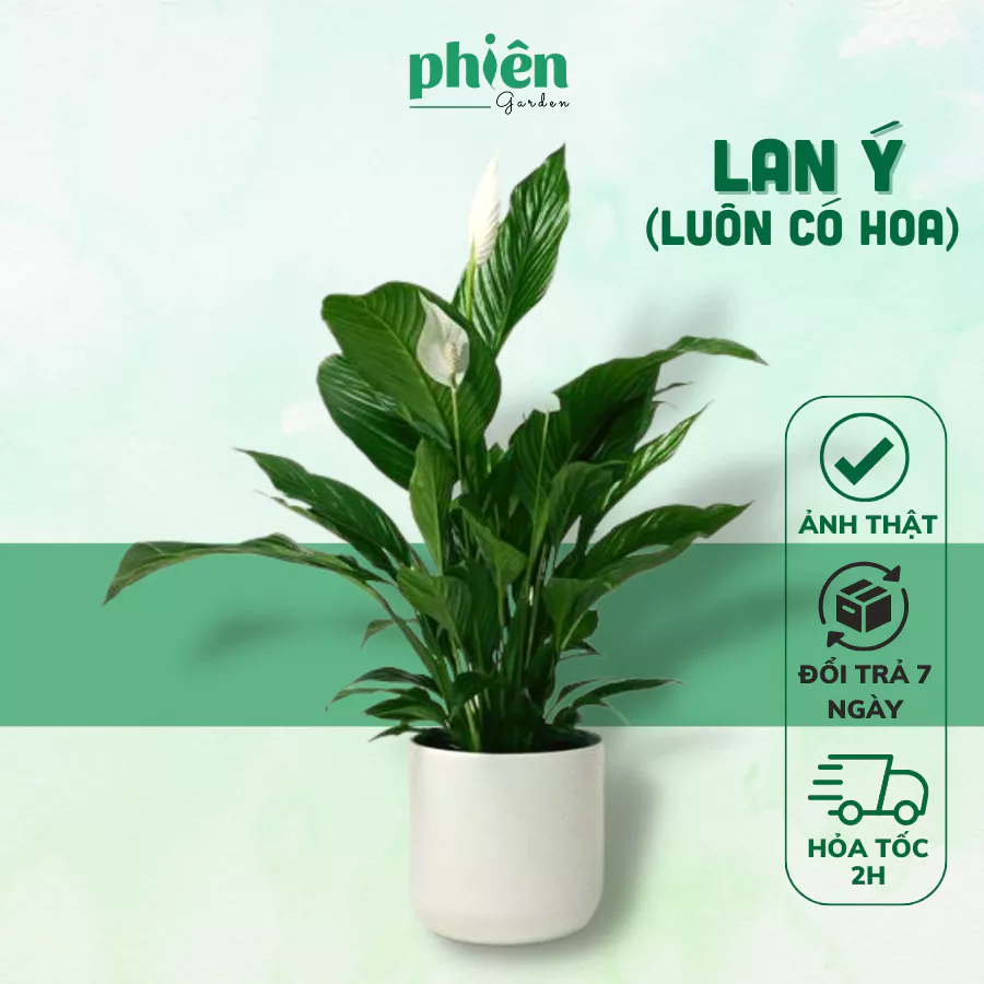 Làm mới ngôi nhà của bạn thật đơn giản chỉ với một chậu hoa trong nhà. TIỀN VÀO NHƯ NƯỚC? Chậu Hoa Để Bàn Đẹp Này Có Thực Sự Giúp Bạn Thăng Tiến?