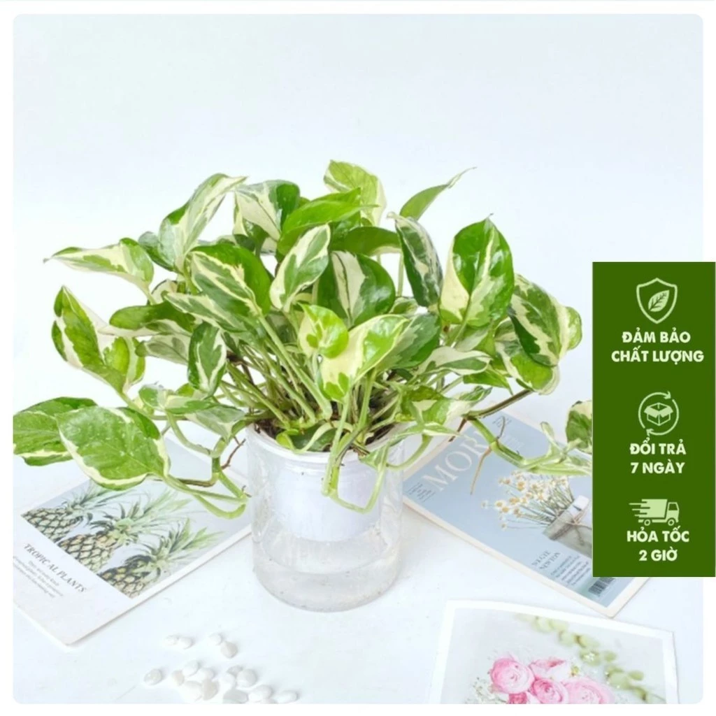 Một chiếc chậu hoa trang trí đẹp cũng đủ để khiến tâm trạng vui vẻ cả ngày. Chậu hoa để bàn Trầu Bà Sữa - điểm nhấn xanh cho không gian làm việc