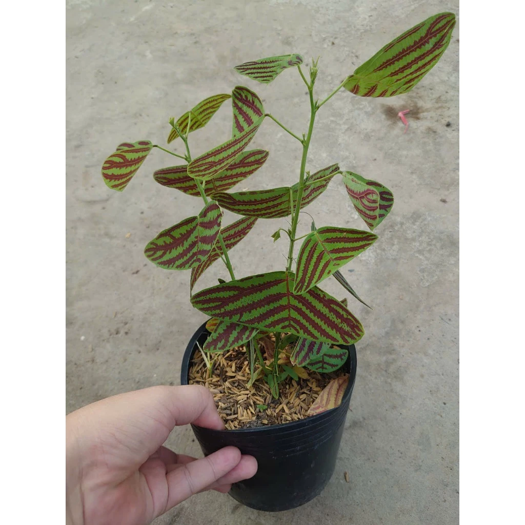 Cây Bướm Xuân - Chậu hoa để bàn dễ thương ĐỘC LẠ không đụng hàng. Cây Bướm Xuân - Chậu hoa để bàn dễ thương ĐỘC LẠ không đụng hàng.