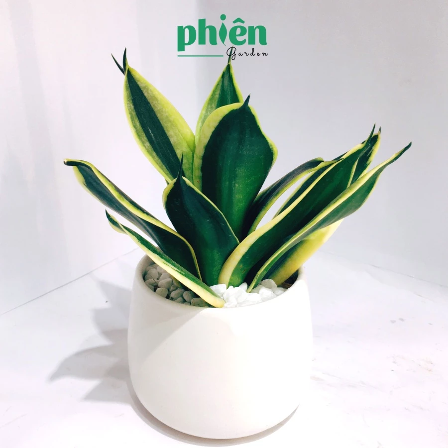 99% Người Giàu Đều Biết: Chậu Hoa Để Bàn Phong Thủy Này Là Vật Bất Ly Thân ĐỂ GIỮ TIỀN. 99% Người Giàu Đều Biết: Chậu Hoa Để Bàn Phong Thủy Này Là Vật Bất Ly Thân ĐỂ GIỮ TIỀN.