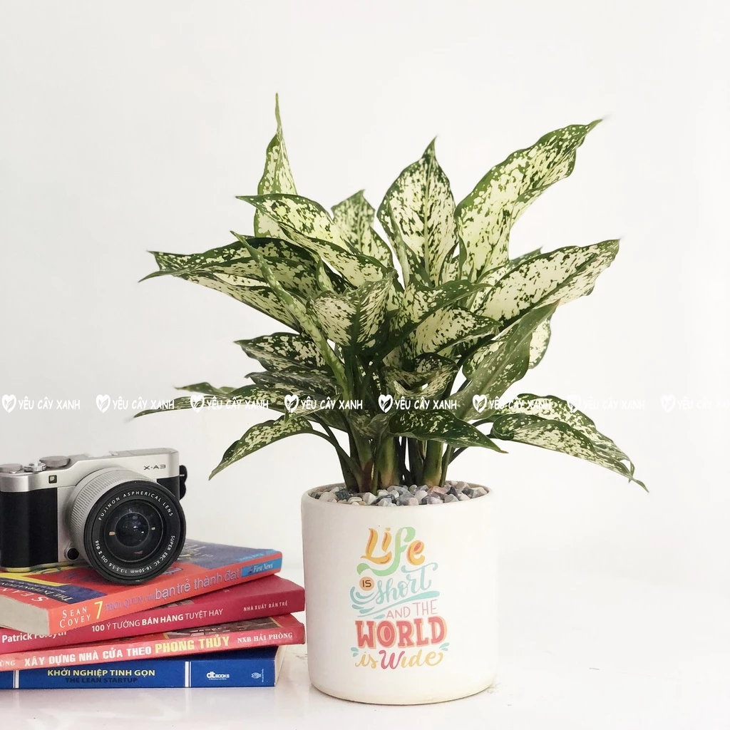 Làm mãi vẫn NGHÈO? Đặt ngay chậu hoa để bàn sang trọng này để ĐỔI VẬN TỨC THÌ. Làm mãi vẫn NGHÈO? Đặt ngay chậu hoa để bàn sang trọng này để ĐỔI VẬN TỨC THÌ.