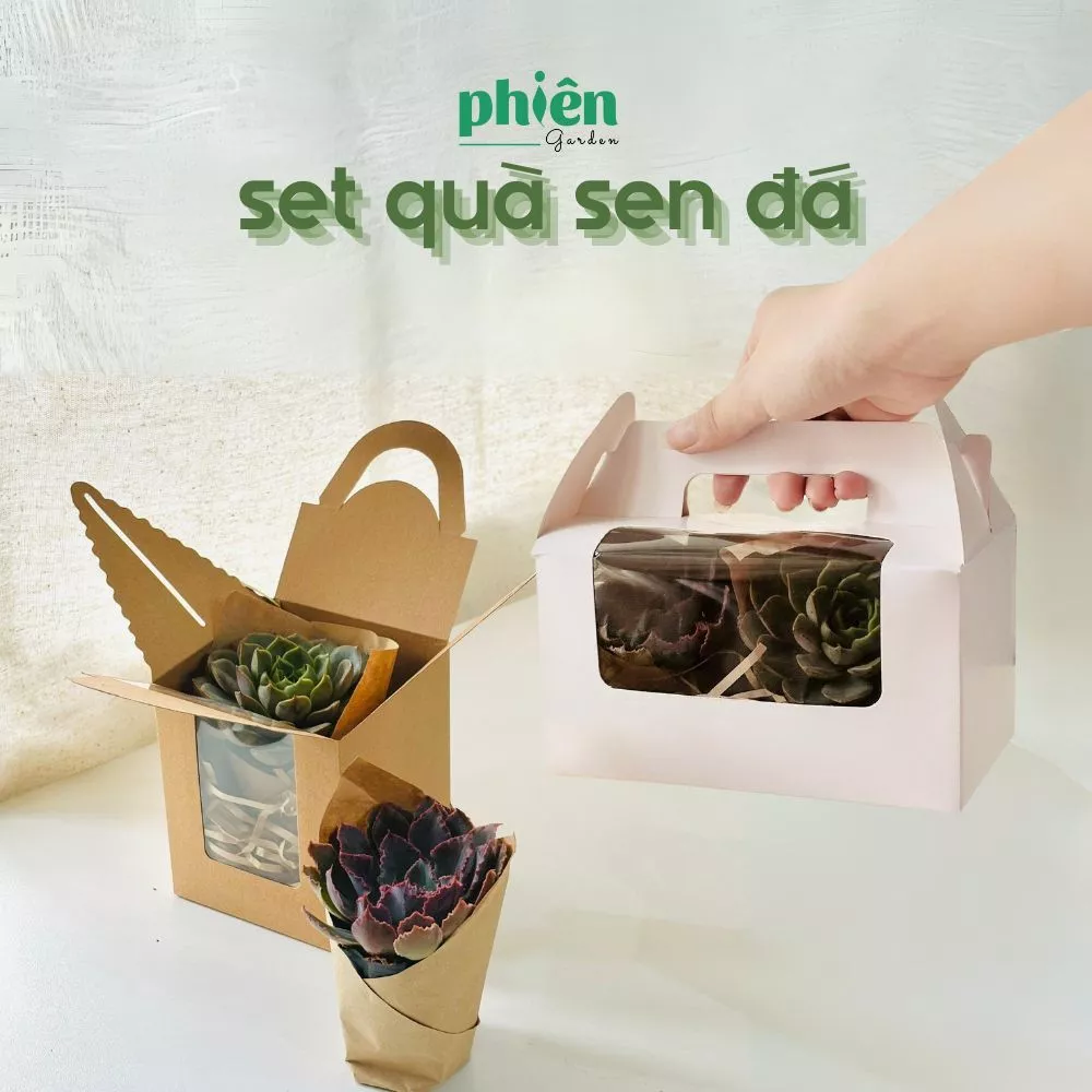 CHÁY HÀNG Set Quà Sen Đá - chậu hoa để bàn nhỏ xinh ai cũng ao ước CHÁY HÀNG Set Quà Sen Đá - chậu hoa để bàn nhỏ xinh ai cũng ao ước