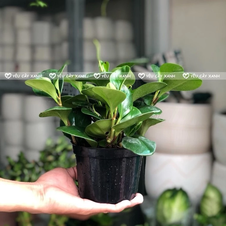 Review Chậu Trường Sinh: Chậu Hoa Để Bàn Làm Việc Có Thực Sự Tốt Như Lời Đồn? Review Chậu Trường Sinh: Chậu Hoa Để Bàn Làm Việc Có Thực Sự Tốt Như Lời Đồn?